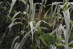 Arundo donax versicolor