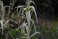 Arundo donax versicolor