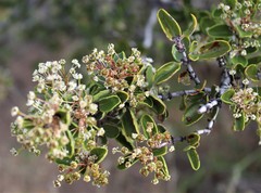 Ceanothus perplexans