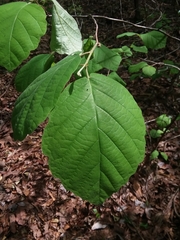 Hamamelis ovalis