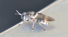 Dicyphoma schaefferi