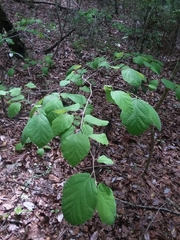 Hamamelis ovalis