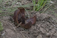 Prosopanche americana