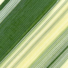 Arundo donax versicolor