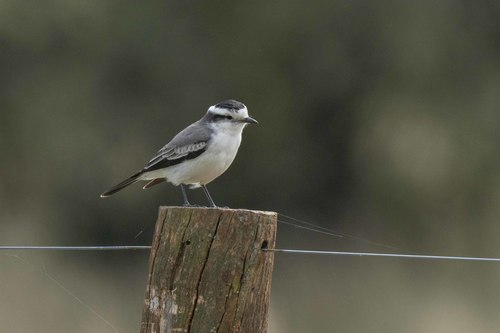 Black-crowned Monjita (Neoxolmis coronatus), photo 6
