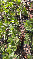 Arctostaphylos nevadensis