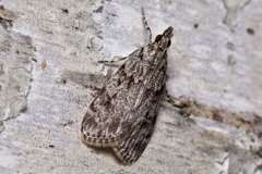 Scoparia basistrigalis