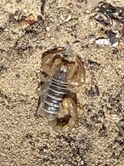 Paruroctonus maritimus