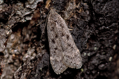 Anacampsis populella