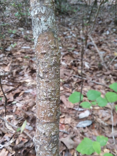 Image of Hamamelis ovalis by (c) Will McFarland, some rights reserved (CC BY)
