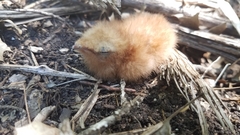 Antrostomus carolinensis