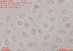Ciboria amentacea