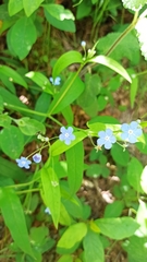 Omphalodes nitida