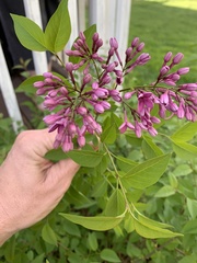 Syringa vulgaris