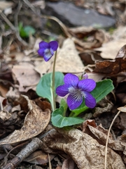 Viola fimbriatula