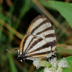 Arawacus separata