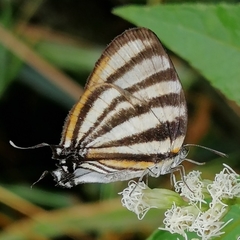Arawacus separata
