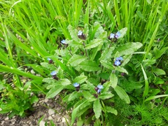 Anchusa arvensis orientalis