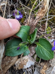 Viola fimbriatula