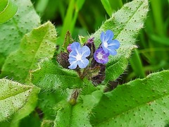 Anchusa arvensis orientalis