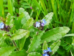 Anchusa arvensis orientalis