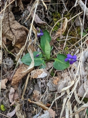 Viola fimbriatula