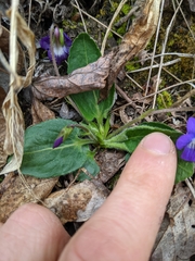 Viola fimbriatula