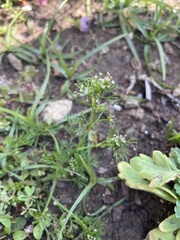 Apiastrum angustifolium