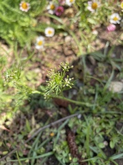 Apiastrum angustifolium