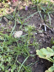 Apiastrum angustifolium