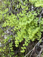 Adiantum jordanii