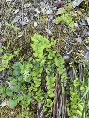 Adiantum jordanii
