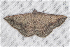 Taxeotis perlinearia