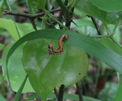 Erannis tiliaria