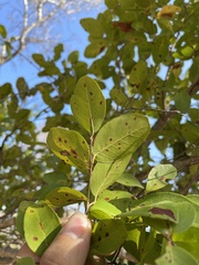 Coccoloba microstachya