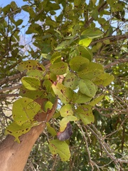 Coccoloba microstachya