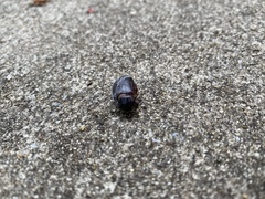 Xyloryctes jamaicensis