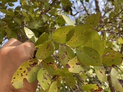 Coccoloba microstachya