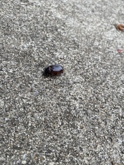 Xyloryctes jamaicensis