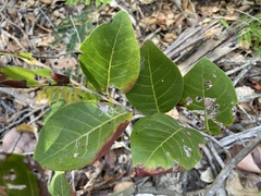 Coccoloba krugii × Coccoloba uvifera