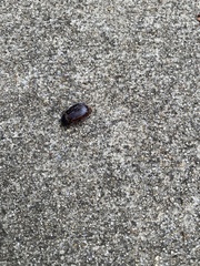 Xyloryctes jamaicensis