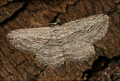 Scioglyptis loxographa