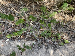 Coccoloba krugii × Coccoloba uvifera