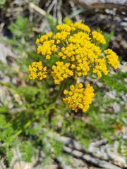 Lomatium grayi