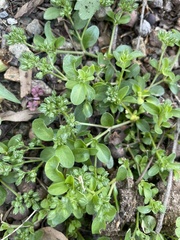 Polycarpon tetraphyllum tetraphyllum