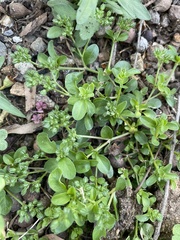 Polycarpon tetraphyllum tetraphyllum