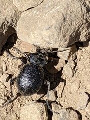 Calosoma luxatum
