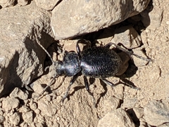 Calosoma luxatum