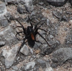 Castianeira crocata