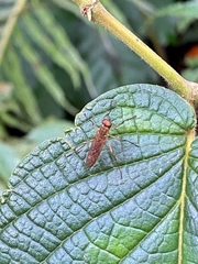 Stratiomyomorpha